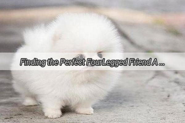 Finding the Perfect FourLegged Friend A Guide to Choosing Your Ideal Dog Owner